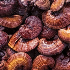 Red Reishi Mushroom